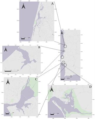 Management Models of the Manila Clam (Ruditapes philippinarum) Fisheries in Invaded European Coastal Systems